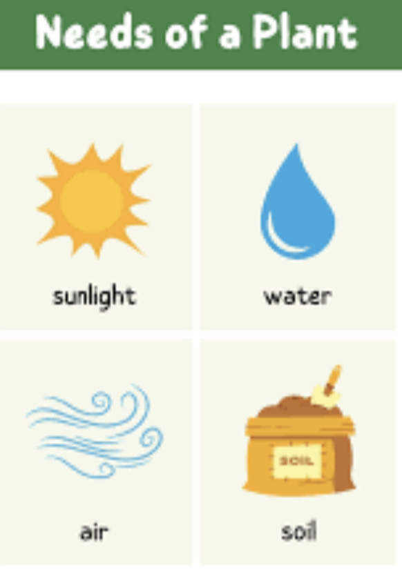 Plants | Science Year 3